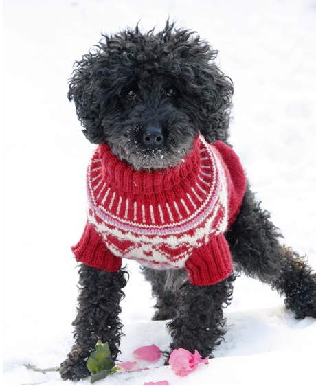 Вязание свитера для собаки спицами по схеме с описанием (МК)