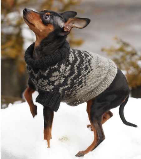 Как связать собаке свитер спицами (для начинающих)